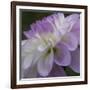 Lavender Dahlia IV-Rita Crane-Framed Photographic Print