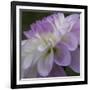 Lavender Dahlia IV-Rita Crane-Framed Photographic Print