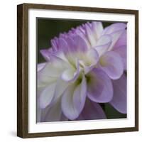 Lavender Dahlia IV-Rita Crane-Framed Photographic Print