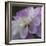 Lavender Dahlia IV-Rita Crane-Framed Photographic Print