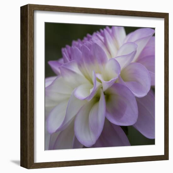 Lavender Dahlia IV-Rita Crane-Framed Photographic Print