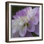 Lavender Dahlia IV-Rita Crane-Framed Photographic Print