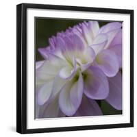 Lavender Dahlia IV-Rita Crane-Framed Photographic Print