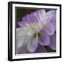 Lavender Dahlia IV-Rita Crane-Framed Photographic Print