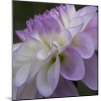 Lavender Dahlia IV-Rita Crane-Mounted Photographic Print