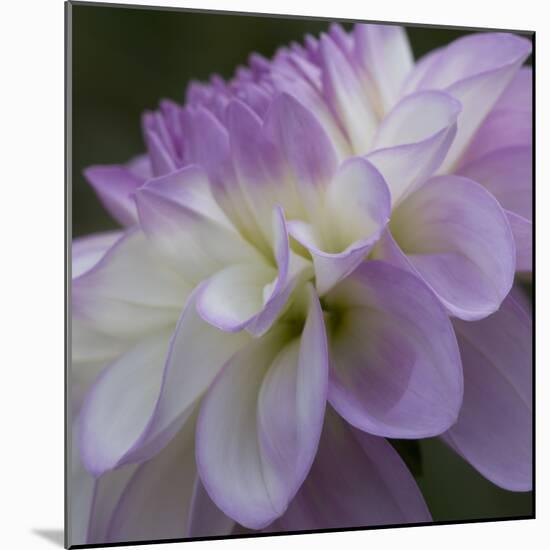 Lavender Dahlia IV-Rita Crane-Mounted Photographic Print