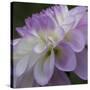 Lavender Dahlia IV-Rita Crane-Stretched Canvas