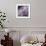 Lavender Dahlia IV-Rita Crane-Framed Photographic Print displayed on a wall