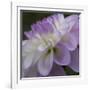 Lavender Dahlia IV-Rita Crane-Framed Photographic Print