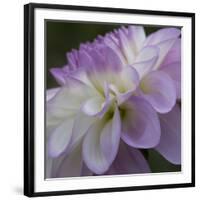 Lavender Dahlia IV-Rita Crane-Framed Photographic Print