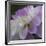 Lavender Dahlia IV-Rita Crane-Framed Photographic Print