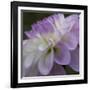 Lavender Dahlia IV-Rita Crane-Framed Photographic Print