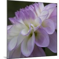 Lavender Dahlia IV-Rita Crane-Mounted Photographic Print