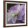 Lavender Dahlia IV-Rita Crane-Framed Photographic Print