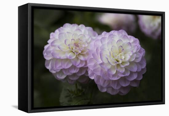 Lavender Dahlia IX-Rita Crane-Framed Stretched Canvas