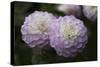 Lavender Dahlia IX-Rita Crane-Stretched Canvas