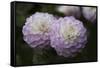 Lavender Dahlia IX-Rita Crane-Framed Stretched Canvas