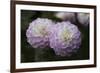 Lavender Dahlia IX-Rita Crane-Framed Photographic Print