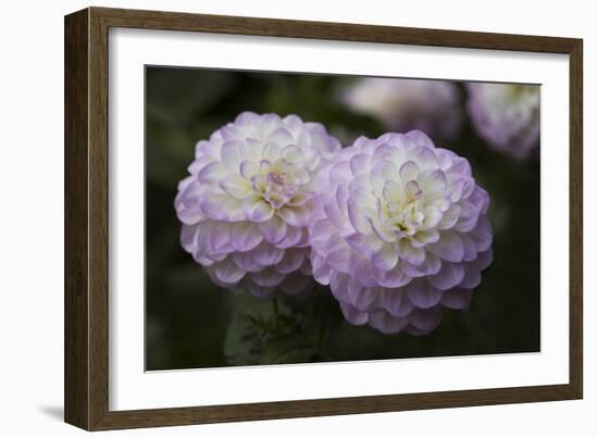 Lavender Dahlia IX-Rita Crane-Framed Photographic Print