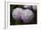 Lavender Dahlia IX-Rita Crane-Framed Photographic Print