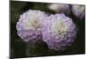 Lavender Dahlia IX-Rita Crane-Mounted Photographic Print