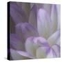 Lavender Dahlia V-Rita Crane-Stretched Canvas