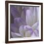 Lavender Dahlia V-Rita Crane-Framed Photographic Print