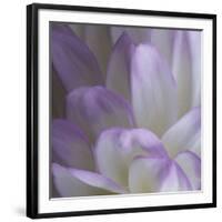 Lavender Dahlia V-Rita Crane-Framed Photographic Print