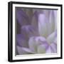 Lavender Dahlia V-Rita Crane-Framed Photographic Print