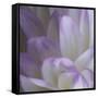 Lavender Dahlia V-Rita Crane-Framed Stretched Canvas