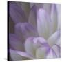 Lavender Dahlia V-Rita Crane-Stretched Canvas