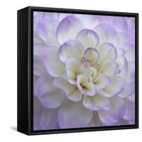 Lavender Dahlia VI-Rita Crane-Framed Stretched Canvas