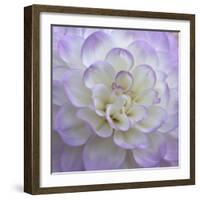 Lavender Dahlia VI-Rita Crane-Framed Photographic Print