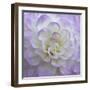 Lavender Dahlia VI-Rita Crane-Framed Photographic Print