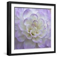 Lavender Dahlia VI-Rita Crane-Framed Photographic Print