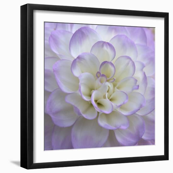 Lavender Dahlia VI-Rita Crane-Framed Photographic Print