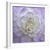 Lavender Dahlia VI-Rita Crane-Framed Photographic Print