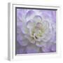 Lavender Dahlia VI-Rita Crane-Framed Photographic Print