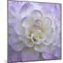 Lavender Dahlia VI-Rita Crane-Mounted Photographic Print