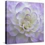 Lavender Dahlia VI-Rita Crane-Stretched Canvas
