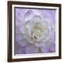 Lavender Dahlia VI-Rita Crane-Framed Photographic Print