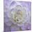 Lavender Dahlia VI-Rita Crane-Mounted Photographic Print