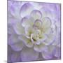 Lavender Dahlia VI-Rita Crane-Mounted Photographic Print