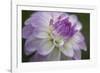 Lavender Dahlia VII-Rita Crane-Framed Photographic Print