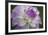 Lavender Dahlia VII-Rita Crane-Framed Photographic Print