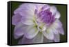 Lavender Dahlia VII-Rita Crane-Framed Stretched Canvas