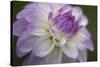 Lavender Dahlia VII-Rita Crane-Stretched Canvas