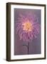 Lavender Dahlia-null-Framed Art Print