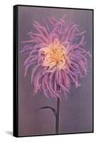 Lavender Dahlia-null-Framed Stretched Canvas