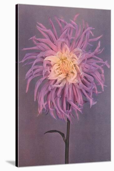 Lavender Dahlia-null-Stretched Canvas